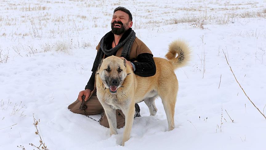 寒いの大好き 庭駆け回るカンガル犬 シヴァス県 シェケルパーレ通信